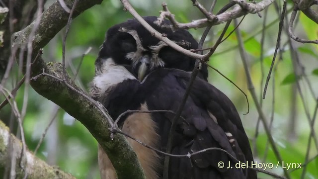Spectacled Owl - ML201521981