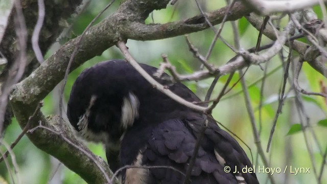Spectacled Owl - ML201521991