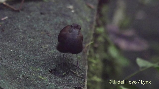 Scaly-breasted Wren (Whistling) - ML201522101
