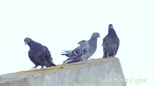 Rock Pigeon - ML201522491