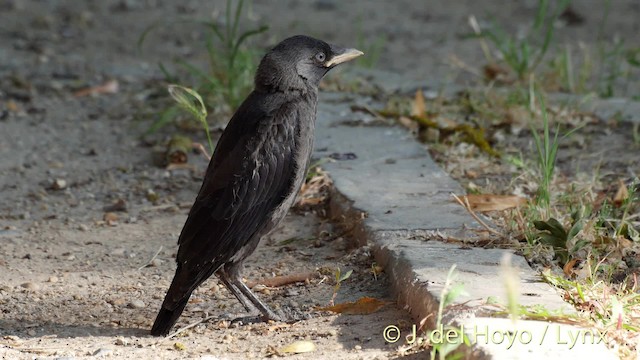  - Eurasian Jackdaw
