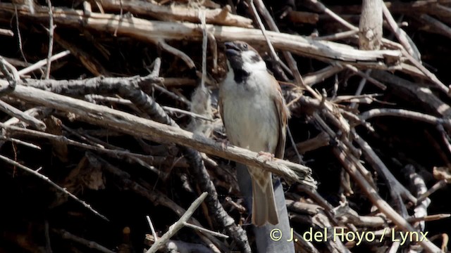 Eurasian Tree Sparrow - ML201522651