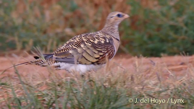 Pin-tailed Sandgrouse (Iberian) - ML201522671