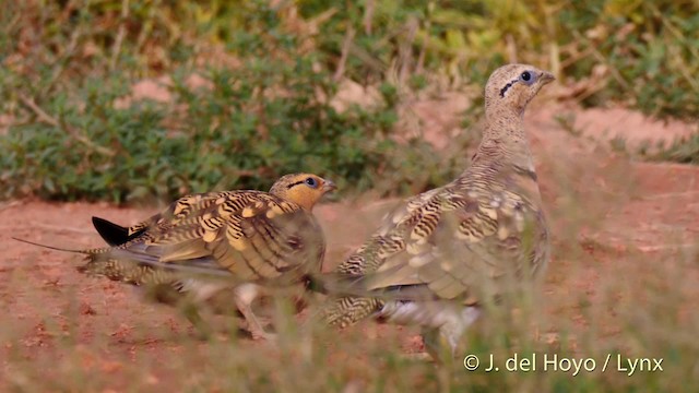 Pin-tailed Sandgrouse (Iberian) - ML201522681