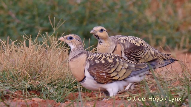 Pin-tailed Sandgrouse (Iberian) - ML201522691