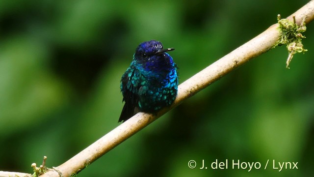 Blue-headed Hummingbird - ML201522861