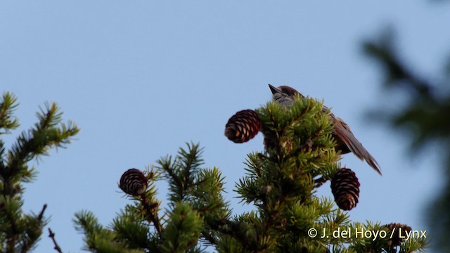 Siberian Jay - ML201523021