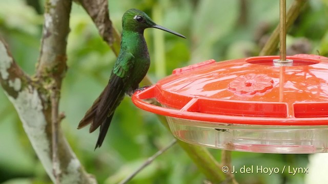 kolibřík subtropický - ML201523111