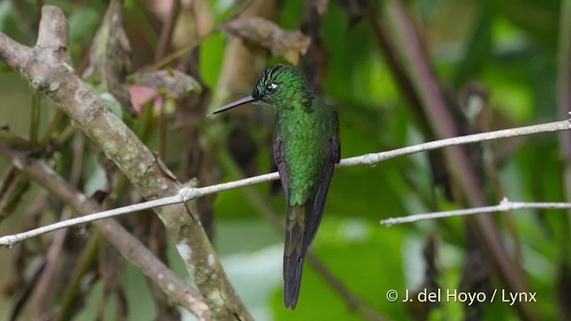 Green-crowned Brilliant - ML201523121