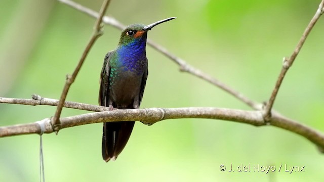 kolibřík irisový - ML201523181