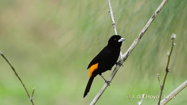Flame-rumped Tanager (Lemon-rumped) - ML201523341