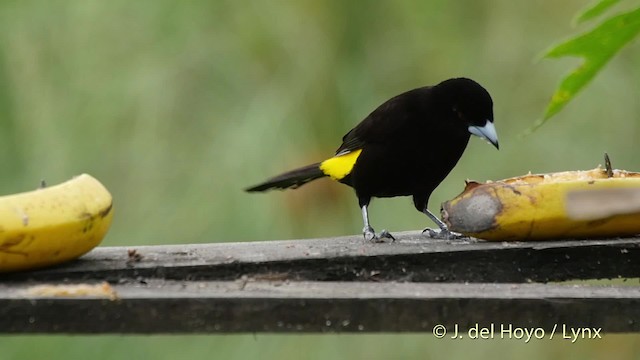 Flame-rumped Tanager (Lemon-rumped) - ML201523351