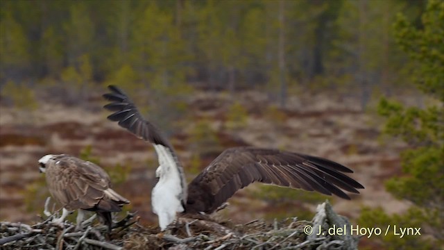 Águila Pescadora (haliaetus) - ML201523391