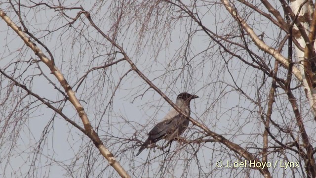 Hooded Crow (Hooded) - ML201523491