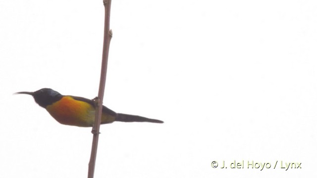 Green-tailed Sunbird (Green-tailed) - ML201523581