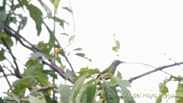 Green-tailed Sunbird (Green-tailed) - ML201523591