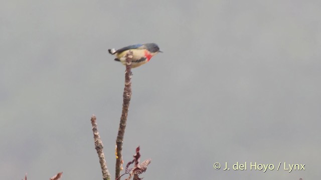 Fire-breasted Flowerpecker (Fire-breasted) - ML201523651