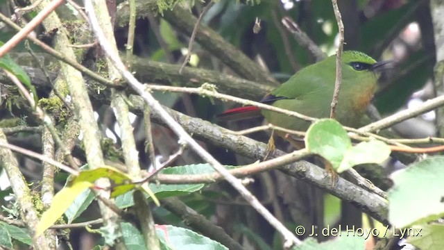 Fire-tailed Myzornis - ML201523691