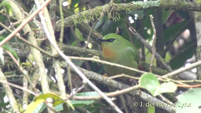 Fire-tailed Myzornis - ML201523701