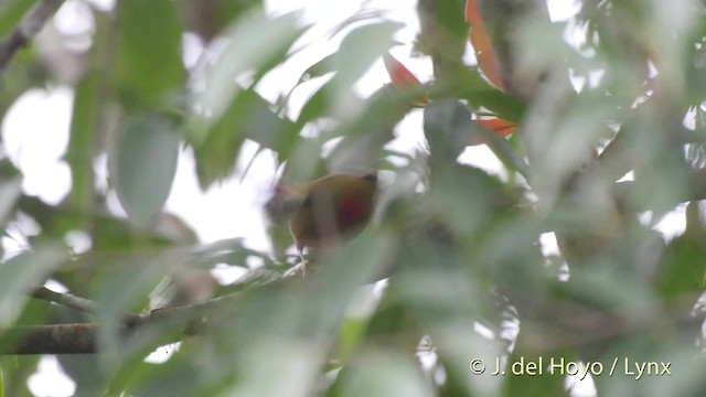 Fire-tailed Myzornis - ML201523711