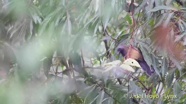 Chestnut-crowned Laughingthrush - ML201523751