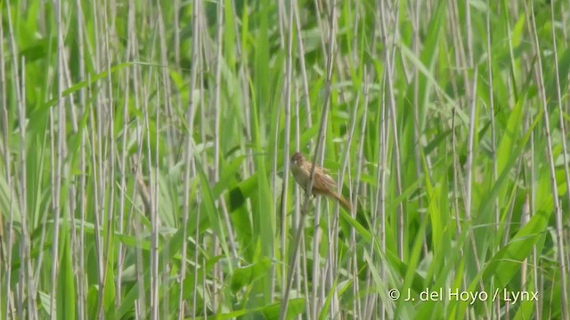 Marsh Grassbird - ML201523861