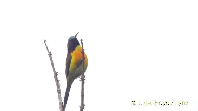 Green-tailed Sunbird (Green-tailed) - ML201523971
