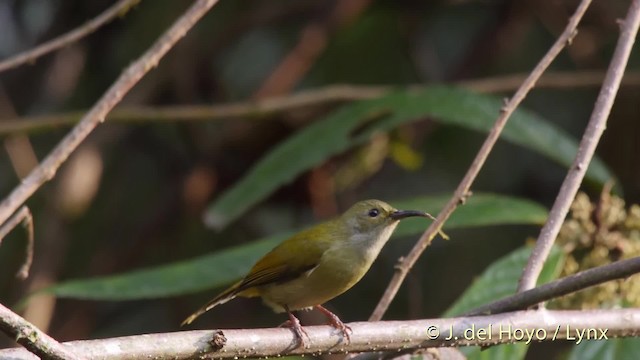 Green-tailed Sunbird (Green-tailed) - ML201523981