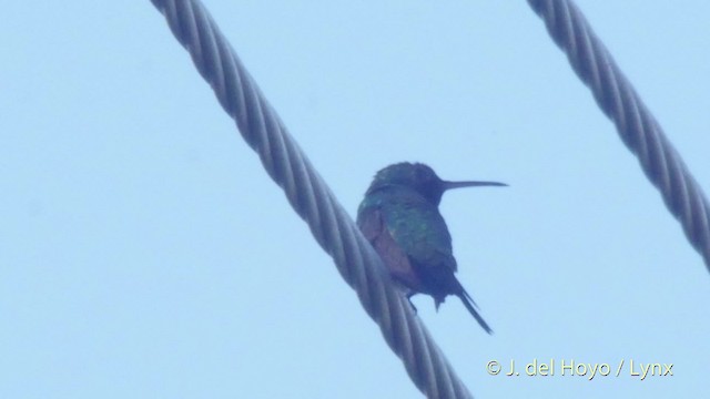 kolibřík safírovohrdlý - ML201524181
