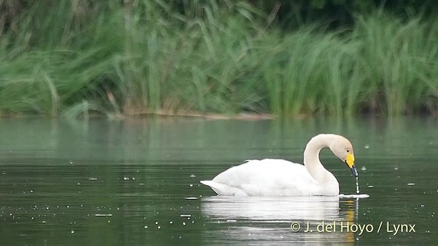 Whooper Swan - ML201524291