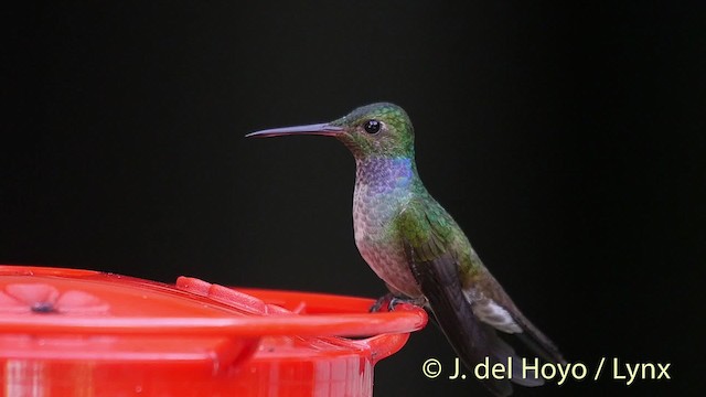 kolibřík modroprsý - ML201524601