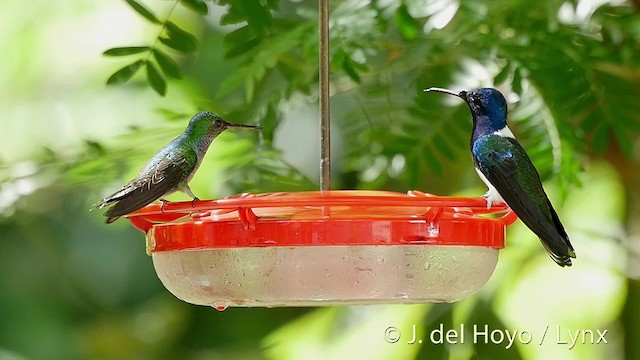 Blue-chested Hummingbird - ML201524611