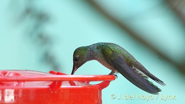 Blue-chested Hummingbird - ML201524631