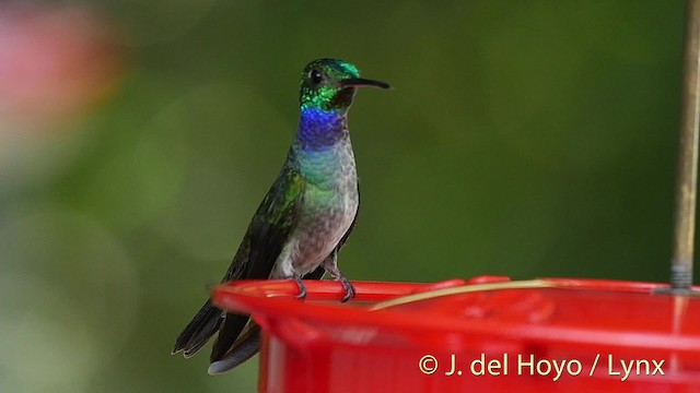 Blue-chested Hummingbird - ML201524641