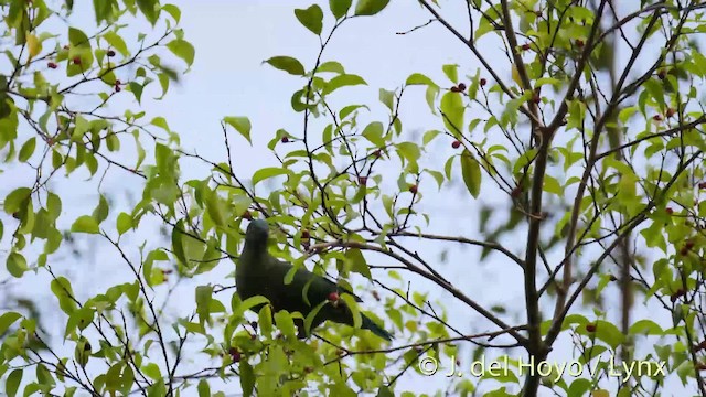 Black-naped Fruit-Dove - ML201524681