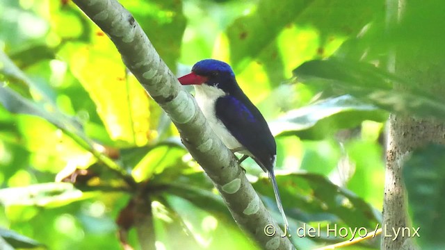 Common Paradise-Kingfisher - ML201524751