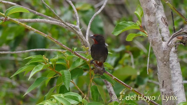  - Lesser Antillean Bullfinch