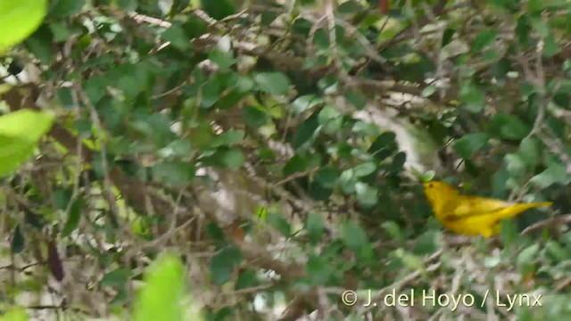 Yellow Warbler (Golden) - ML201525001