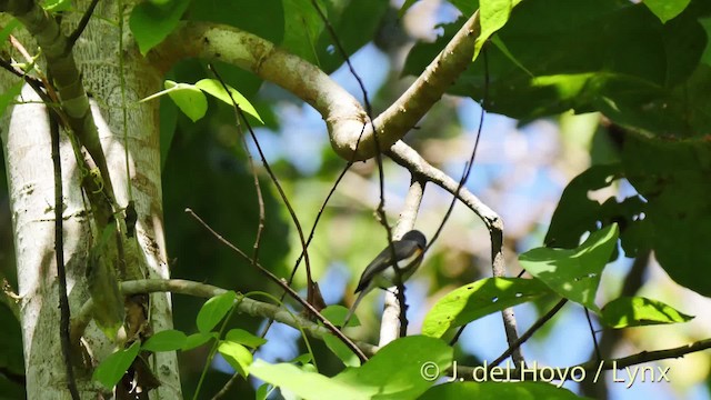 Spectacled Monarch (Halmahera) - ML201525221