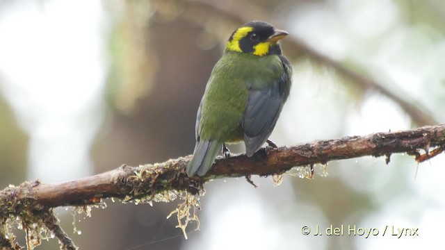 Gold-ringed Tanager - ML201525331