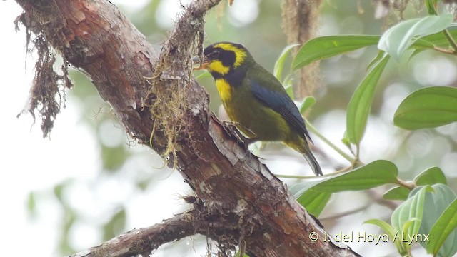 Gold-ringed Tanager - ML201525341