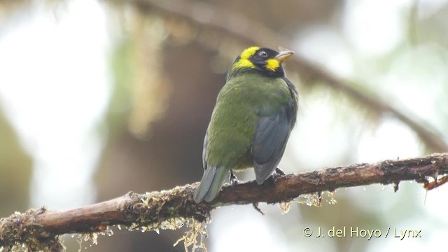 Gold-ringed Tanager - ML201525351