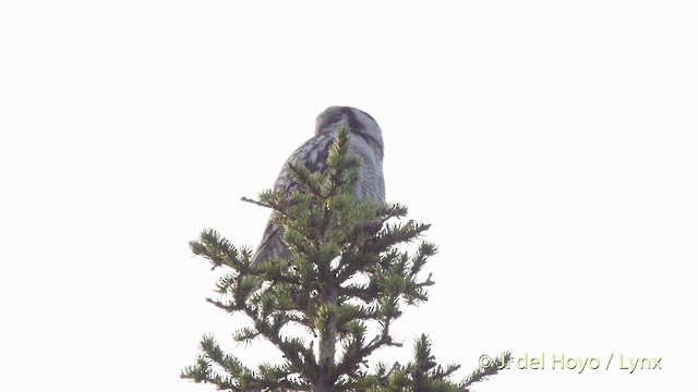 Northern Hawk Owl (Eurasian) - ML201525441
