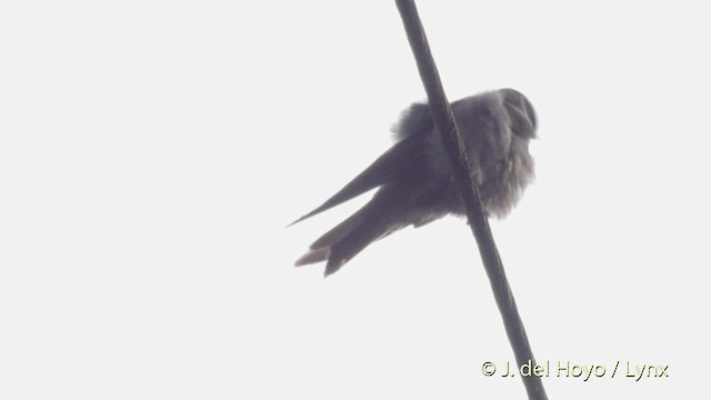 Brown-bellied Swallow - ML201525591