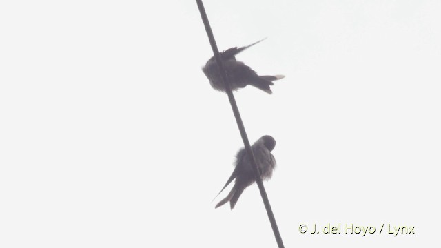 Brown-bellied Swallow - ML201525601