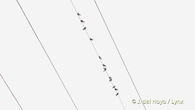 Brown-bellied Swallow - ML201525611