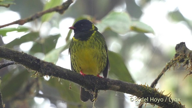 Green-and-black Fruiteater (Green-and-black) - ML201525631