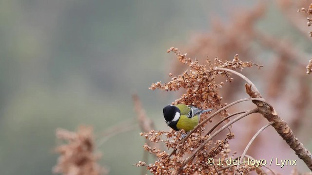 Green-backed Tit - ML201525891