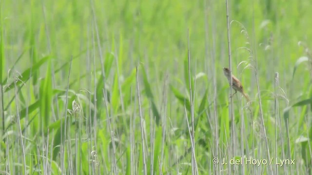 Marsh Grassbird - ML201525931