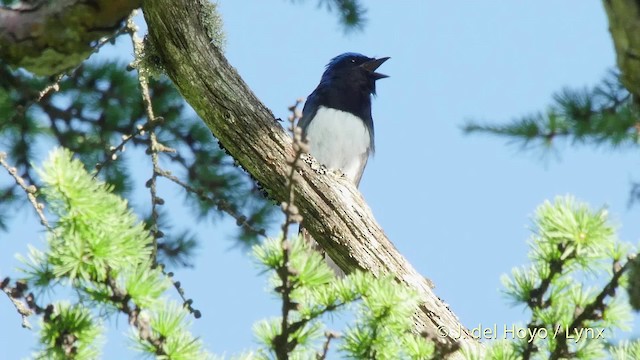 Blue-and-white Flycatcher - ML201526231